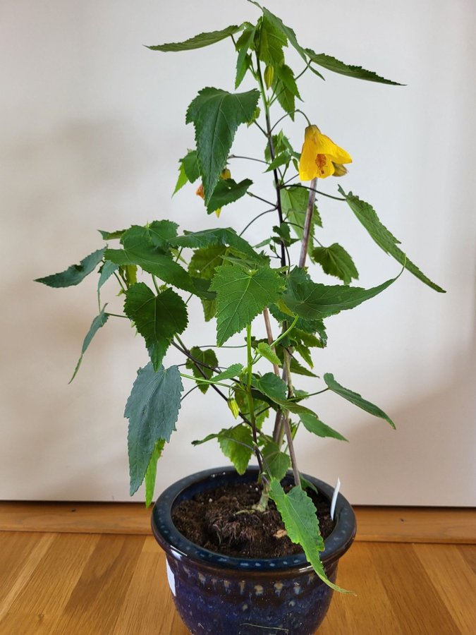 Abutilon blomsterlönn klockmalva gul rotad stickling