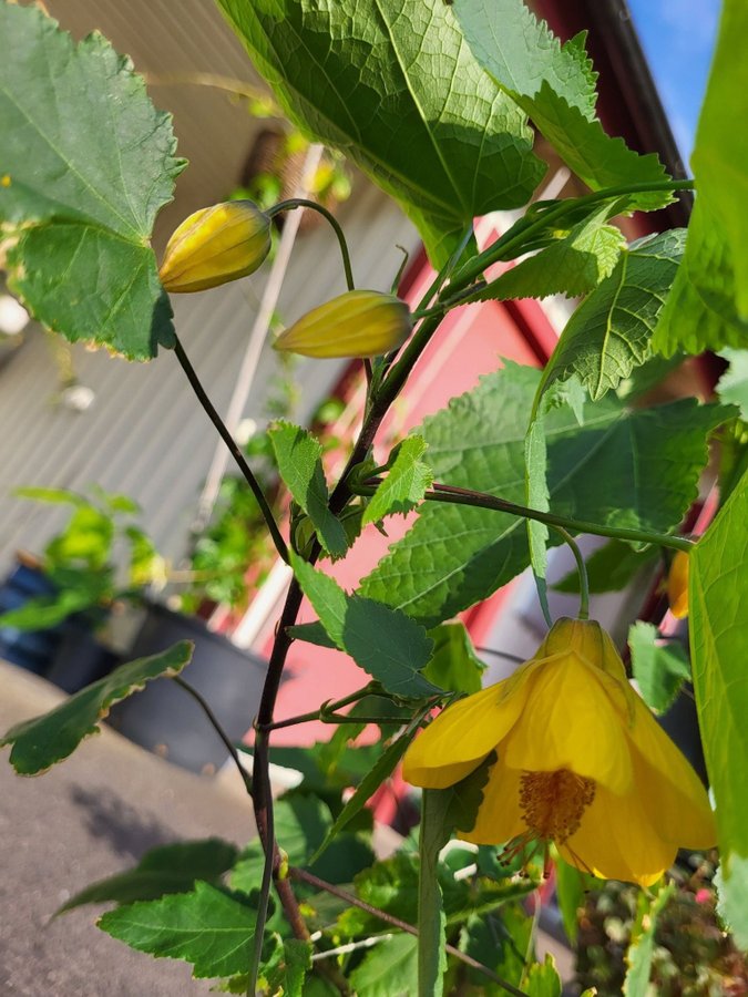 Abutilon blomsterlönn klockmalva gul rotad stickling