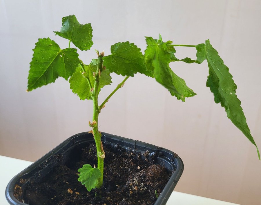 Abutilon blomsterlönn klockmalva gul rotad stickling