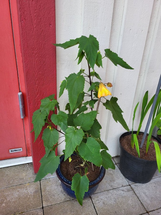 Abutilon blomsterlönn klockmalva gul rotad stickling