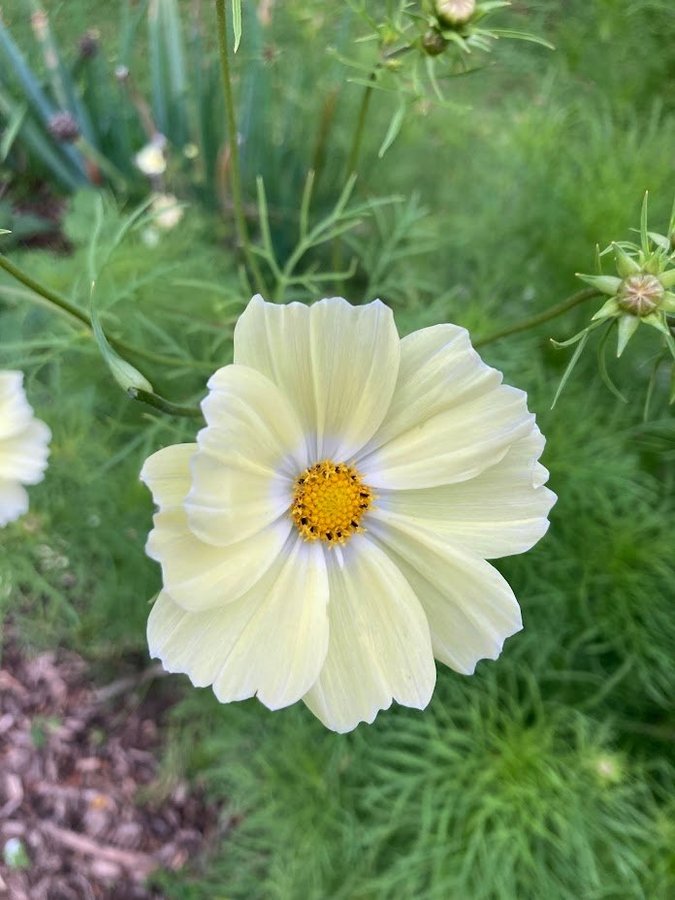 Rosenskära vacker sommarblomma ca 20fröer