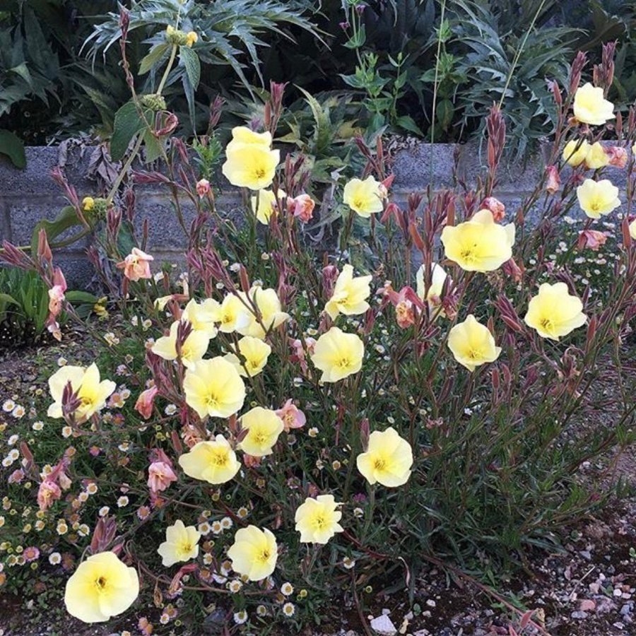 Jätte Fin doftande nattljus ( oenothera odorata )