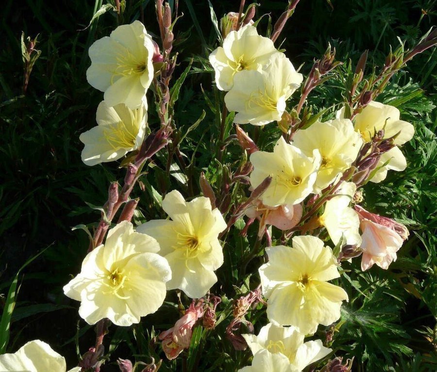 Jätte Fin doftande nattljus ( oenothera odorata )