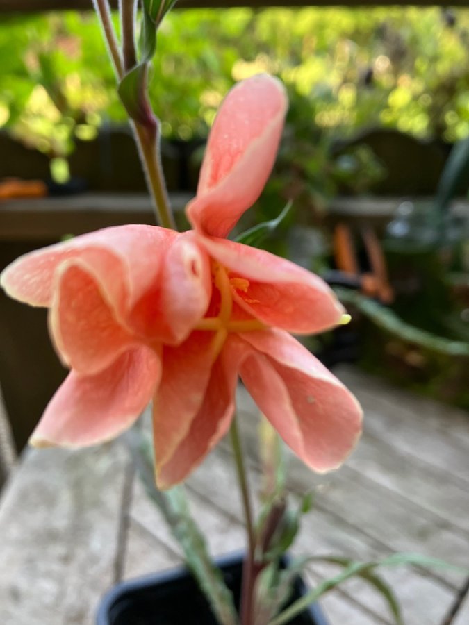 Jätte Fin doftande nattljus ( oenothera odorata )