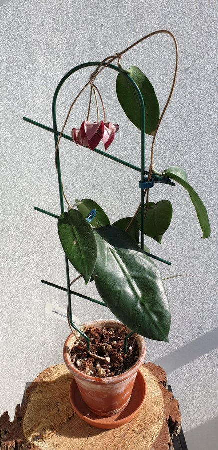 Hoya megalaster - raritet - ROTAD!