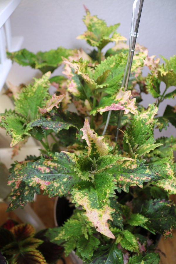 Bandit Queen Palettblad/ Coleus