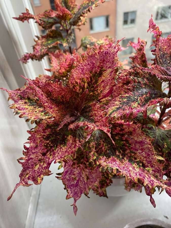 Bandit Queen Palettblad/ Coleus