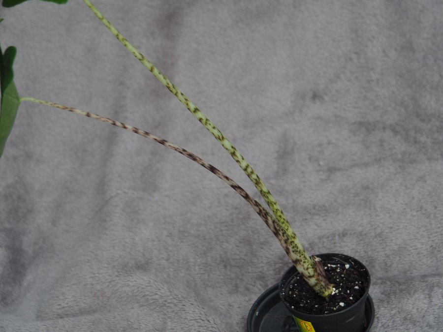 Alocasia Zebrina planta