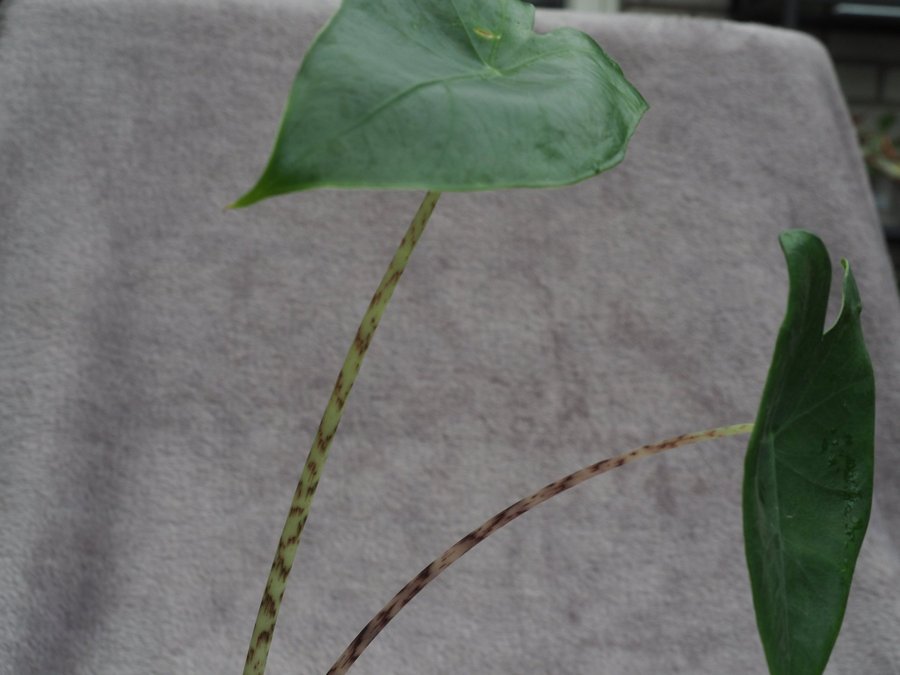 Alocasia Zebrina planta