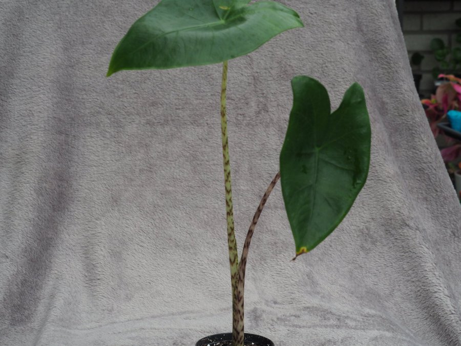 Alocasia Zebrina planta