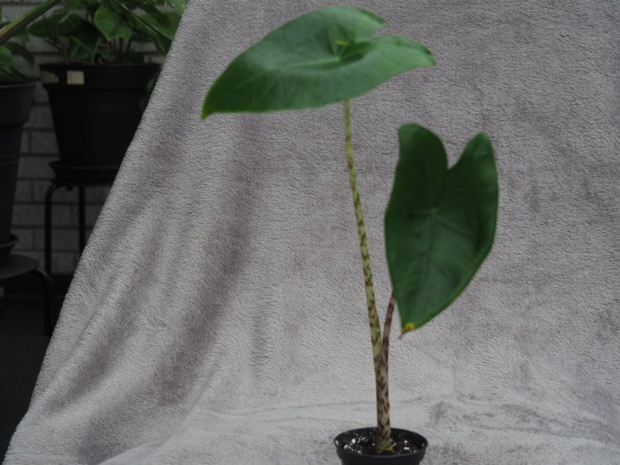 Alocasia Zebrina planta