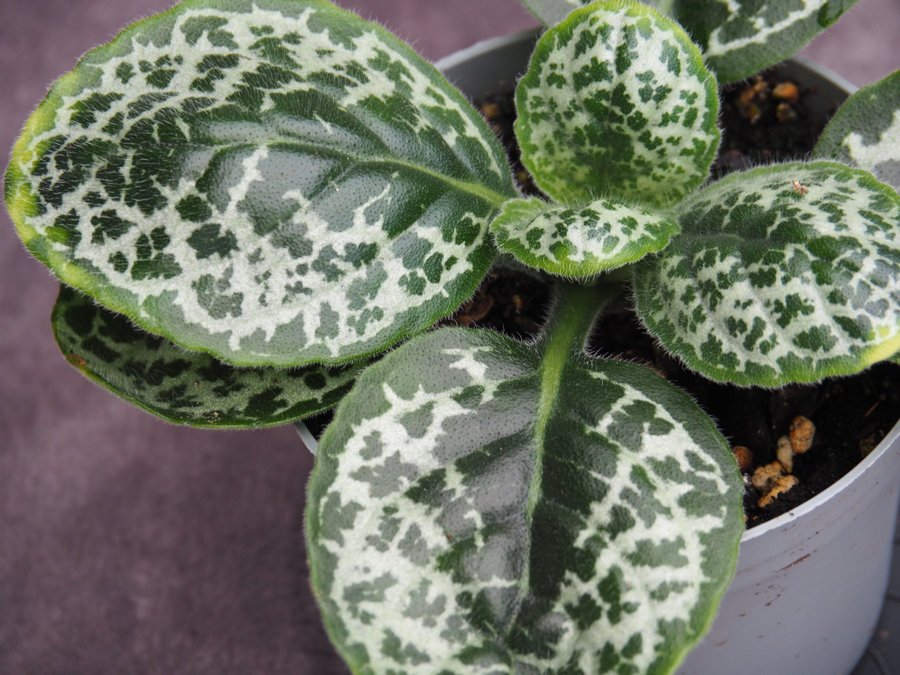 Streptocarpus ’Pretty Turtle STOR planta med minst 20 blad /10 blomknoppar