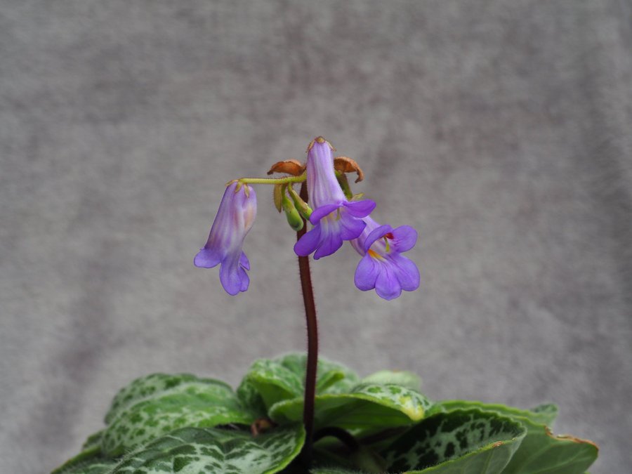 Streptocarpus ’Pretty Turtle STOR planta med minst 20 blad /10 blomknoppar