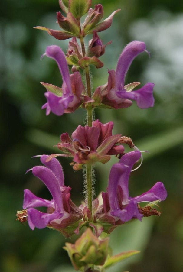 Kanarisk salvia (salvia canariensis)