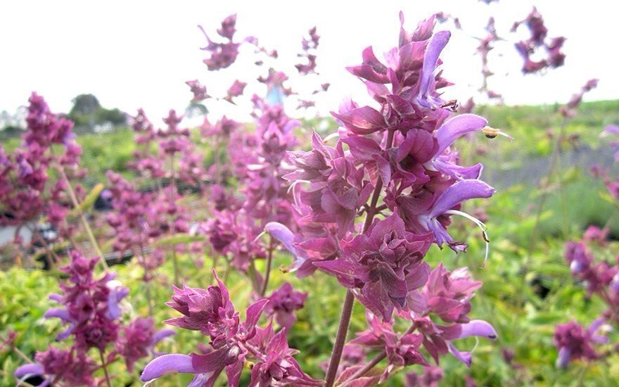 Kanarisk salvia (salvia canariensis)