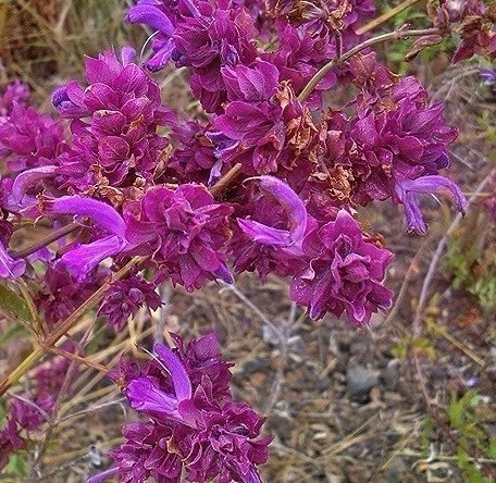 Kanarisk salvia (salvia canariensis)