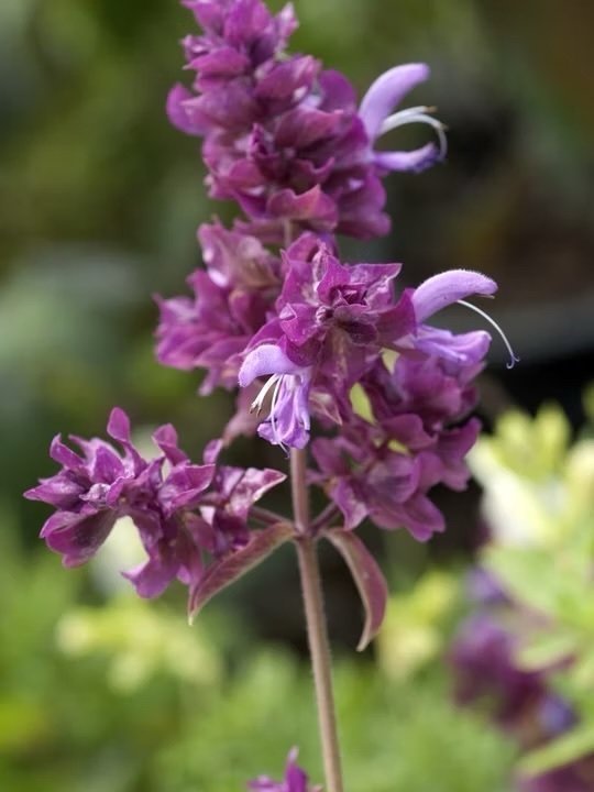 Kanarisk salvia (salvia canariensis)