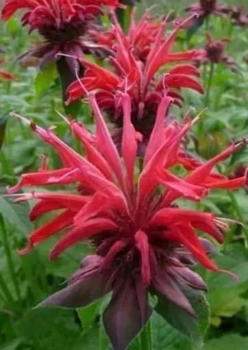 Röd temynta (Monarda didyma)