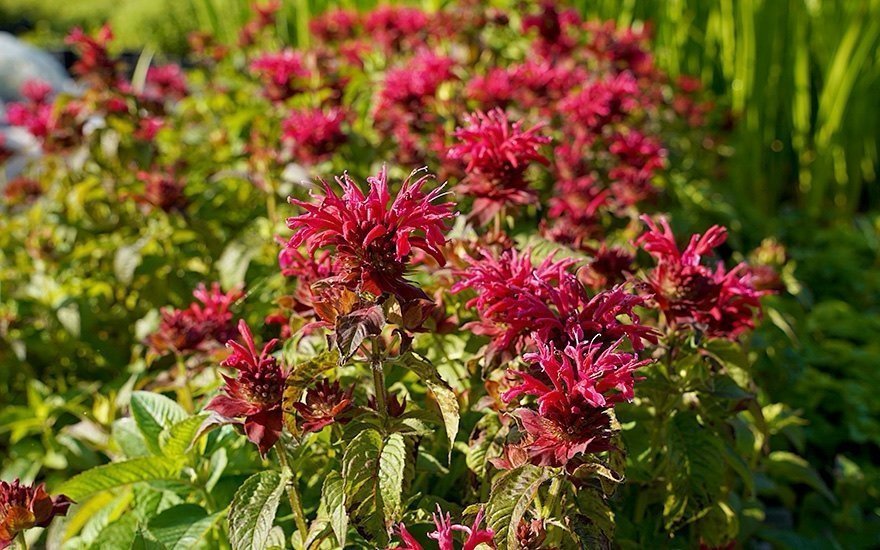 Röd temynta (Monarda didyma)