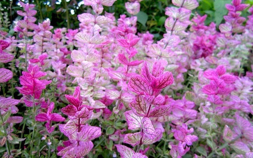 Salvia (Salvia horminum)