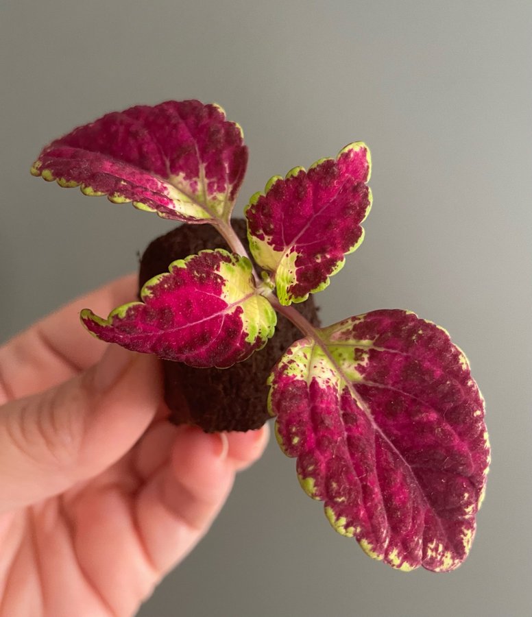Avatar stickling palettblad coleus