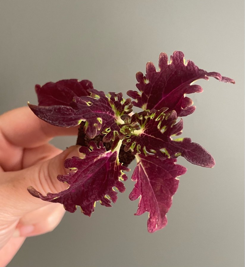 Centurion stickling palettblad coleus