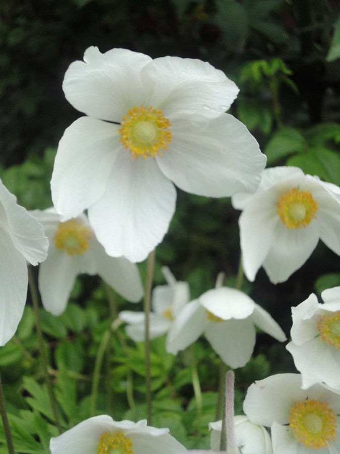 ** TOVSIPPA 3 st plantor ** Anemone sylvestris