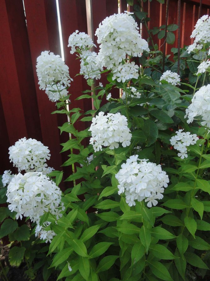 ** VIT HÖSTFLOX ** Phlox paniculata Frisk sort