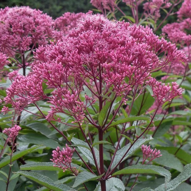 ** ROSENFLOCKEL ** Eupatorium maculatum 'Atropurpureum' Bra Bi- och Fjärilsväxt