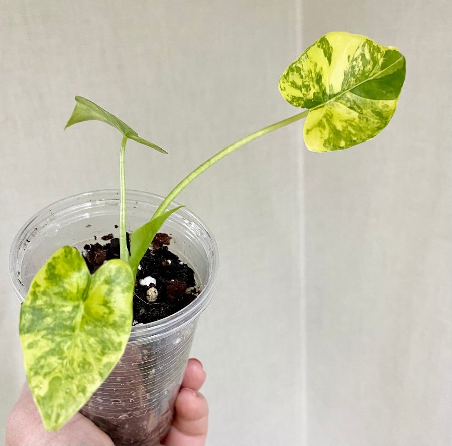 Alocasia Gageana Aurea Variegata