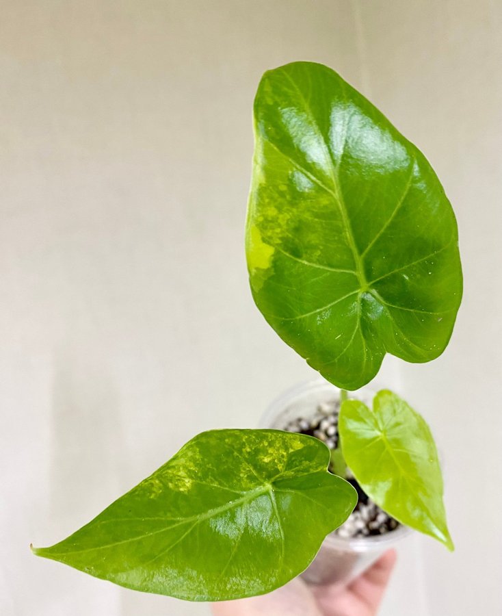 Alocasia Gageana Aurea Variegata