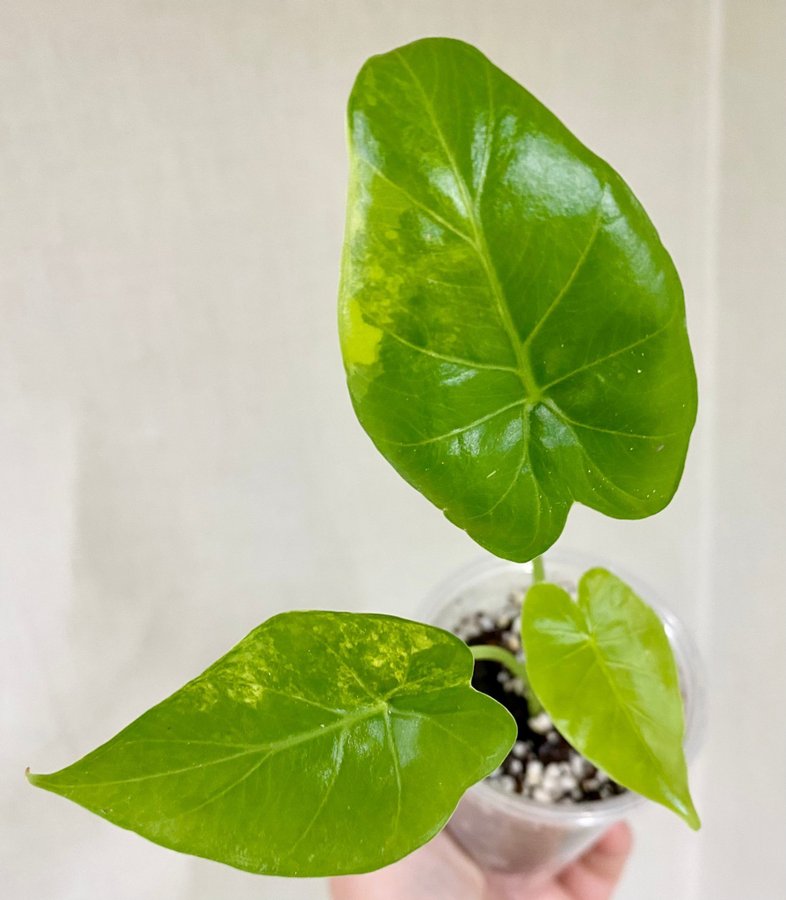 Alocasia Gageana Aurea Variegata