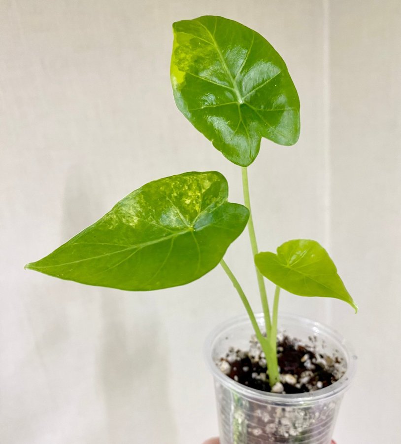 Alocasia Gageana Aurea Variegata