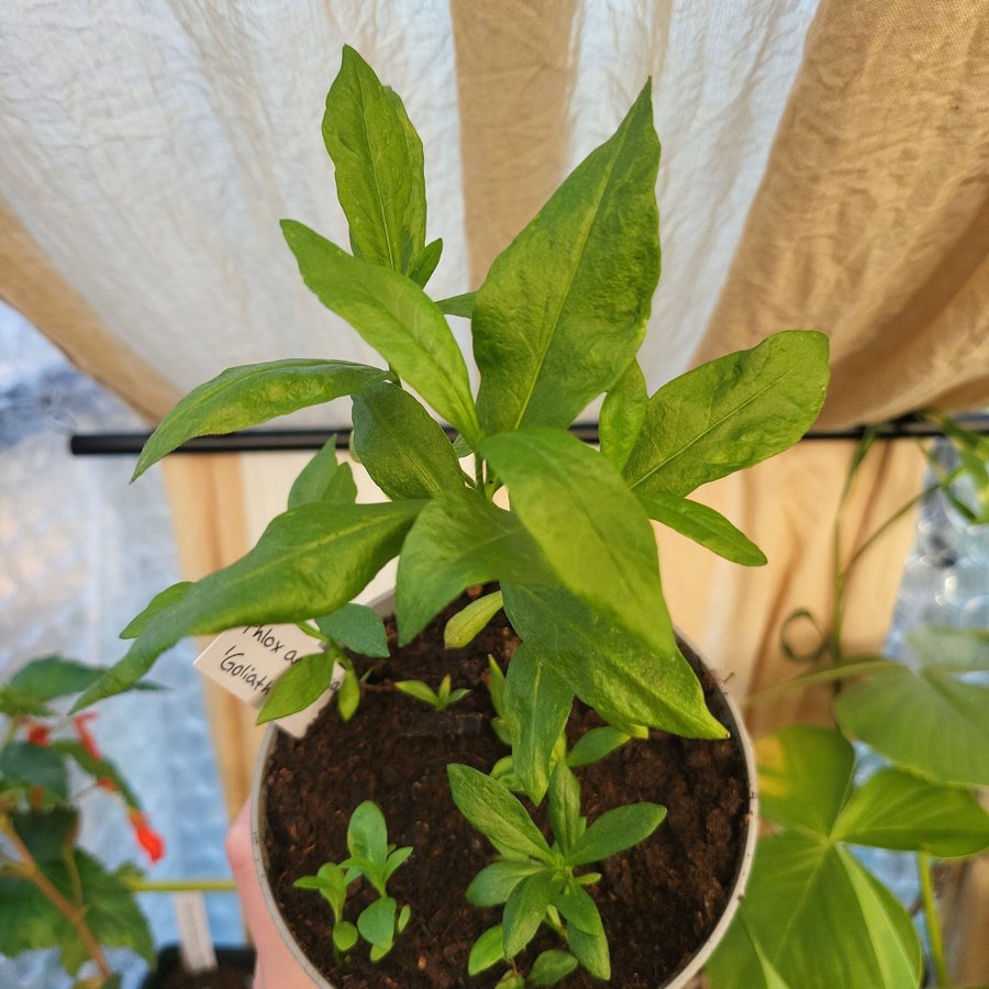 Phlox amplifolia 'Goliath' Planta