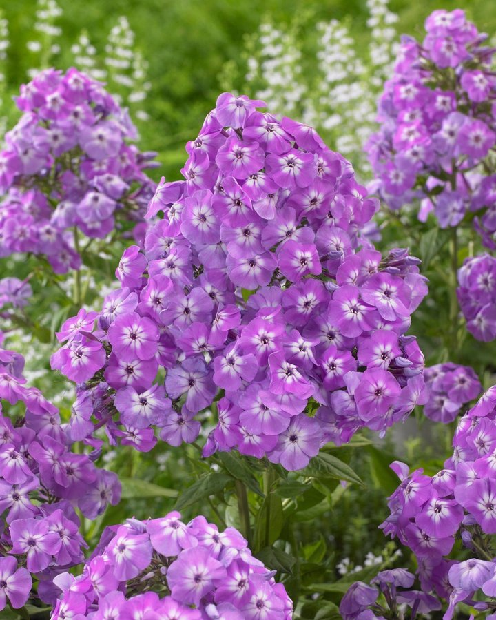 Phlox amplifolia 'Goliath' Planta