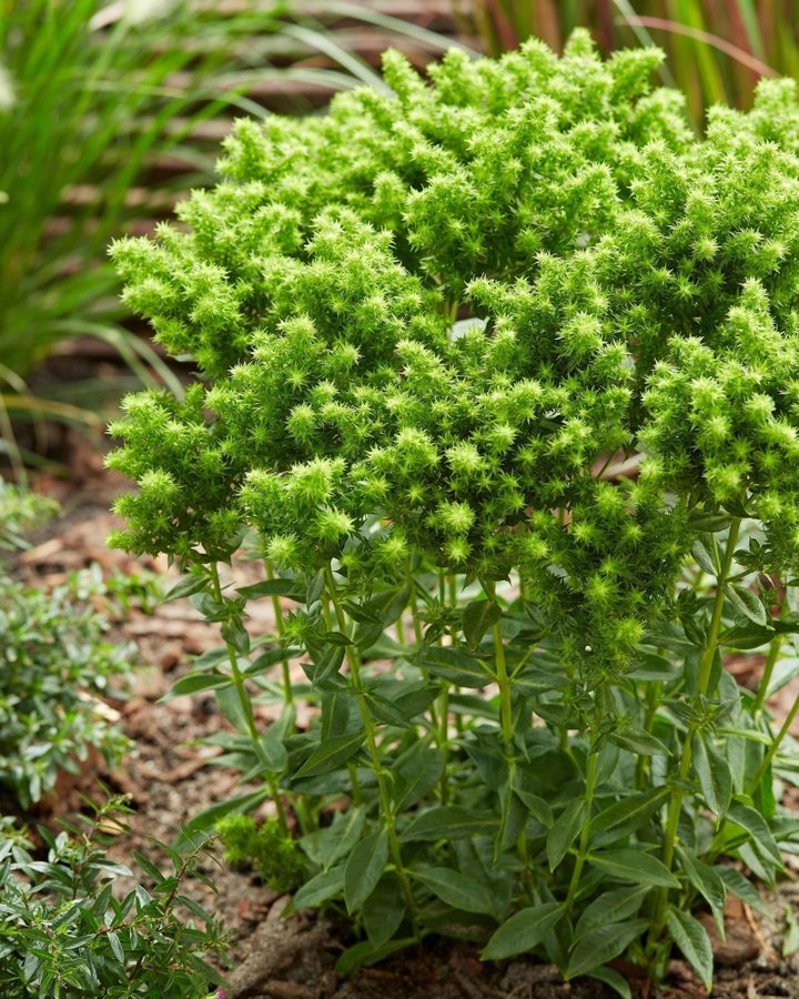 Phlox paniculata 'Green Lion' Höstflox Planta