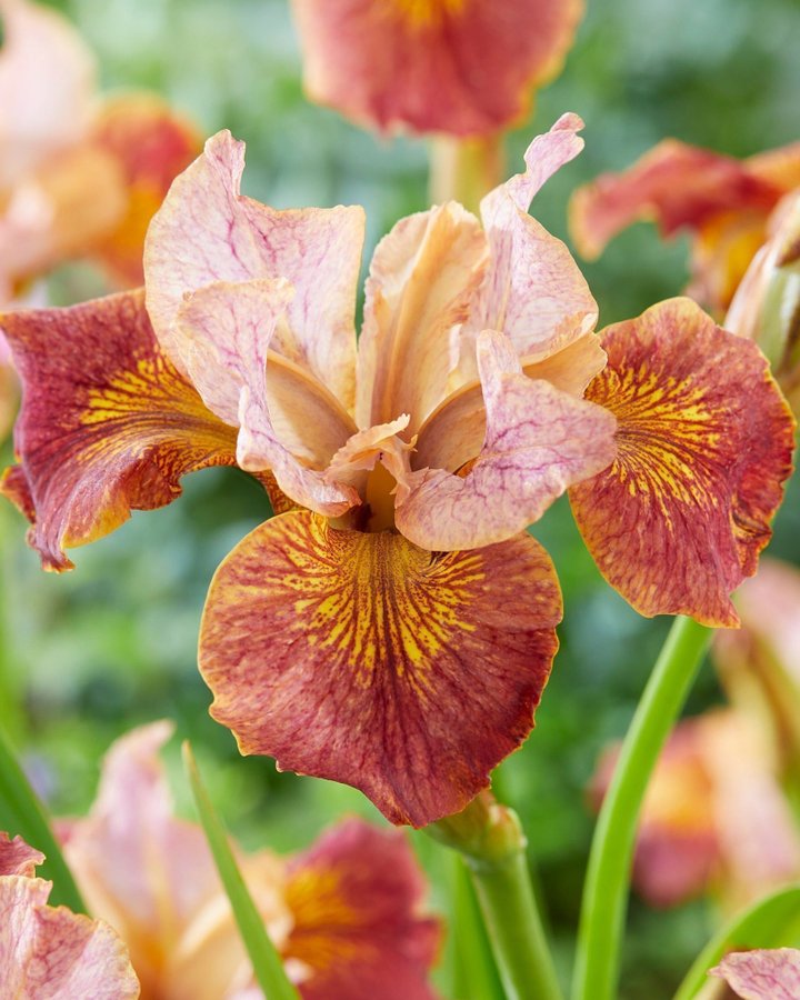 Iris Sibirica 'Paprikash' Planta