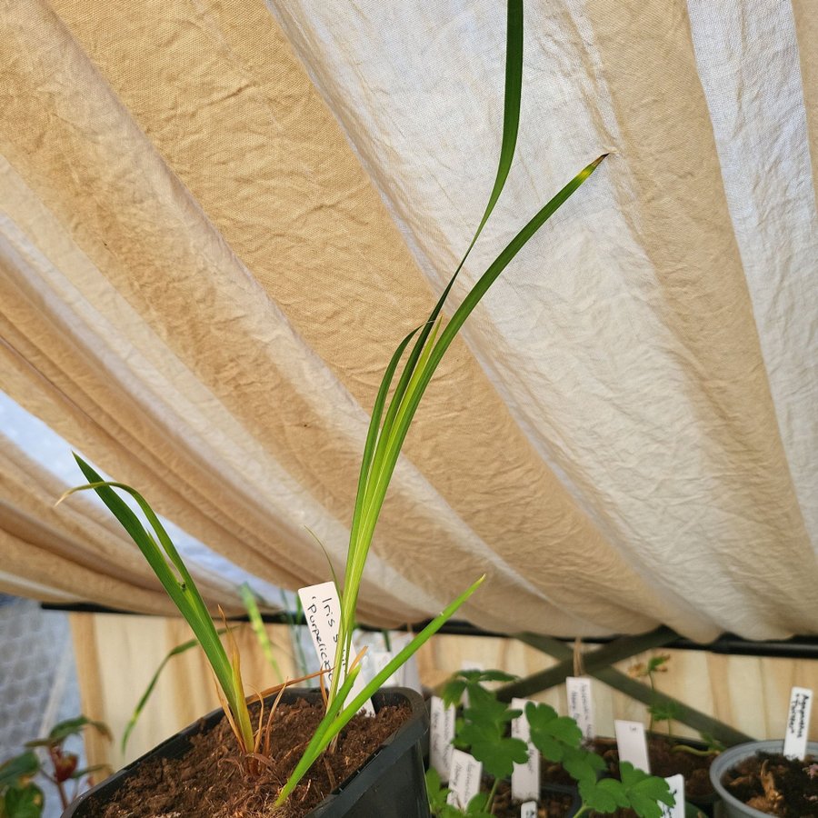 Iris Sibirica Purplelicious Planta