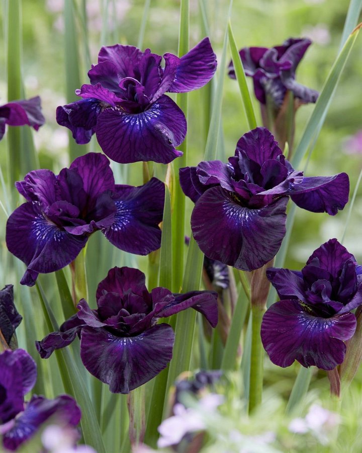 Iris Sibirica Purplelicious Planta