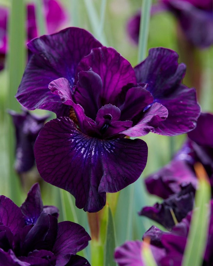 Iris Sibirica Purplelicious Planta