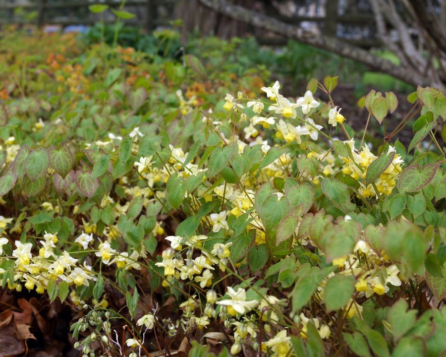Epimedium × versicolor 'Sulphureum' Planta Blekgul sockblomma
