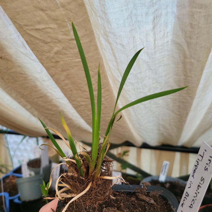 Iris Sibirica 'Tipped in Blue' Planta