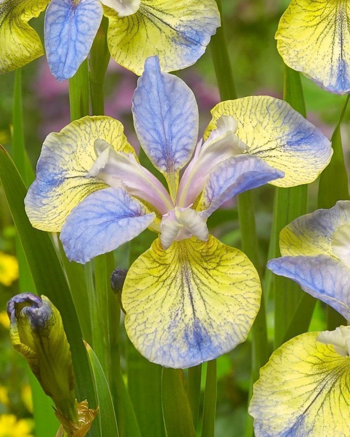 Iris Sibirica 'Tipped in Blue' Planta