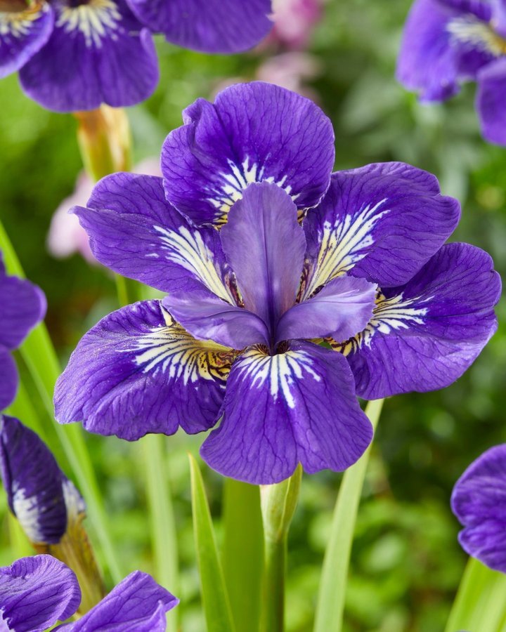 Iris Sibirica 'I See Stars' Planta