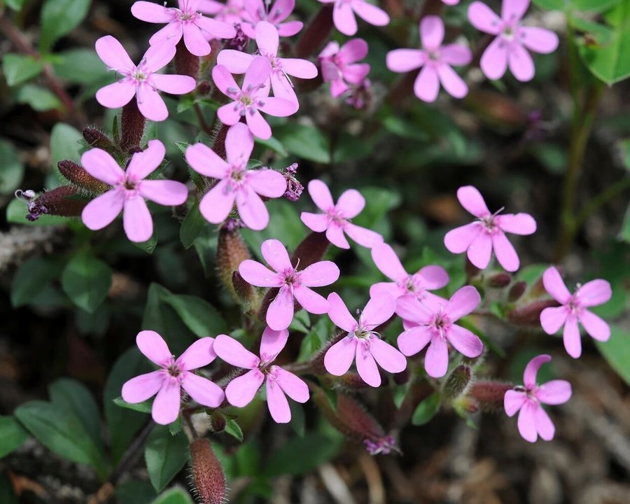 Liten såpnejlika Saponaria ocymoides Planta