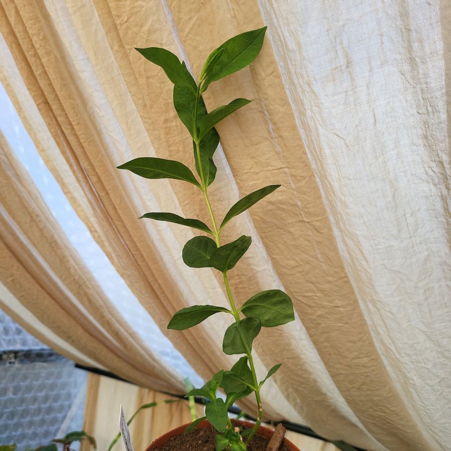 Phlox paniculata 'Orchid Green' Höstflox Planta