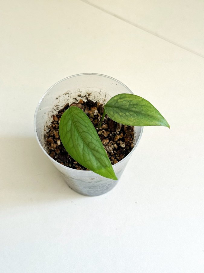 Epipremnum Pinnatum " CEBU BLUE " Liten planta (Gullranka)