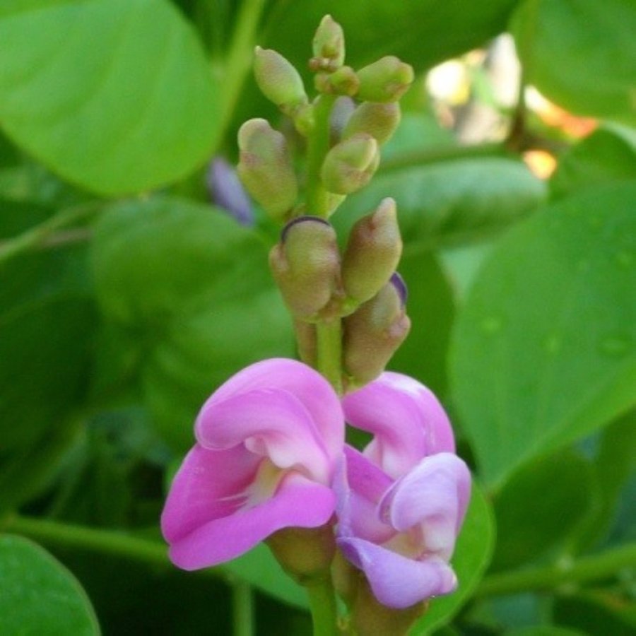 Havsböna (Canavalia rosea (Canavalia maritima)