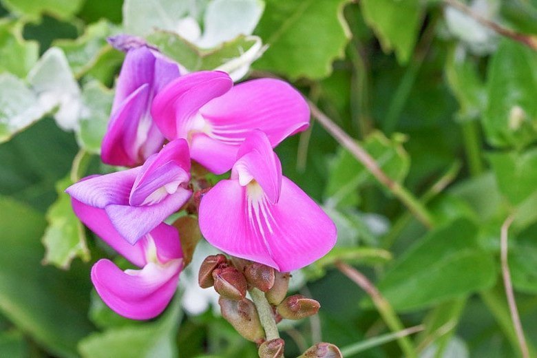 Havsböna (Canavalia rosea (Canavalia maritima)