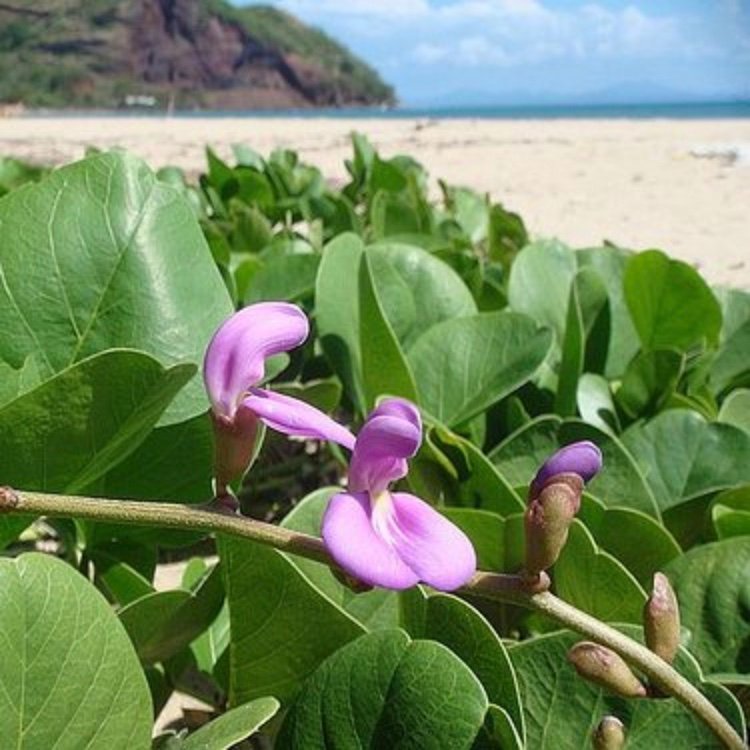 Havsböna (Canavalia rosea (Canavalia maritima)